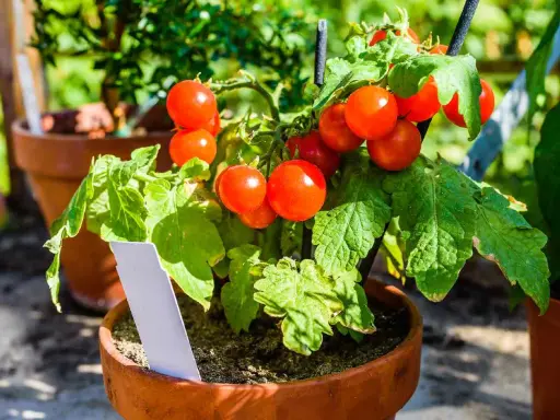 Tomates en pot, rouges et mûres, prêtes à être cueillies. Un plant de tomates en pot avec une étiquette blanche.
