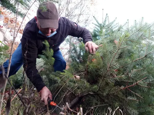 Un homme en tenue décontractée est en train de couper son sapin de Noël dans une forêt. Une autre personne est visible en arrière-plan.