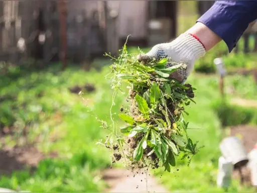 Maintenant, que faire des mauvaises herbes arrachées ? Une main gantée tient une poignée de mauvaises herbes fraîchement arrachées, prêtes à être compostées ou éliminées.