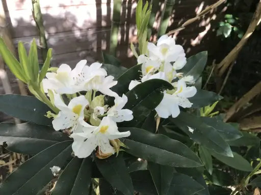 Un magnifique rhododendron en pot, aux fleurs blanches et jaunes, s'épanouit près d'une clôture en bois.