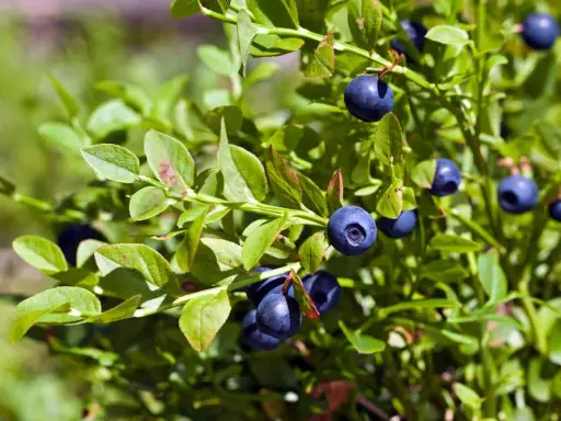 Gros plan sur un myrtillier en pot, ses baies bleues foncées mûres et ses feuilles vertes.
