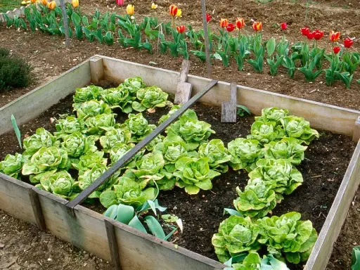 Un carré potager rempli de laitues prêtes à être repiquées. Des tulipes colorées bordent le jardin en arrière-plan.