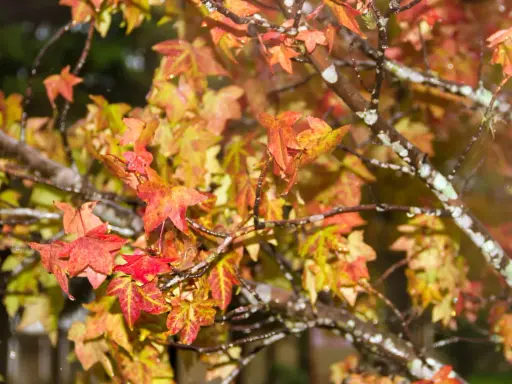 Feuilles de liquidambar aux teintes automnales, rouges et jaunes, mouillées par la pluie. Un inconvénient de cette beauté : les feuilles tombent.