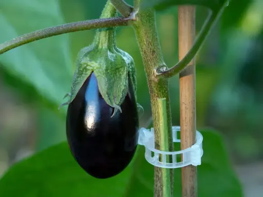 Une jeune aubergine, brillante et sombre, se développe sur sa tige. La culture aubergine est un art patient.