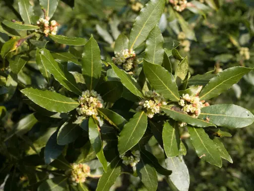 Rameau de laurier sauce avec de petites fleurs crème. La hauteur de la plante est impressionnante, ses feuilles vertes foncées sont lustrées.