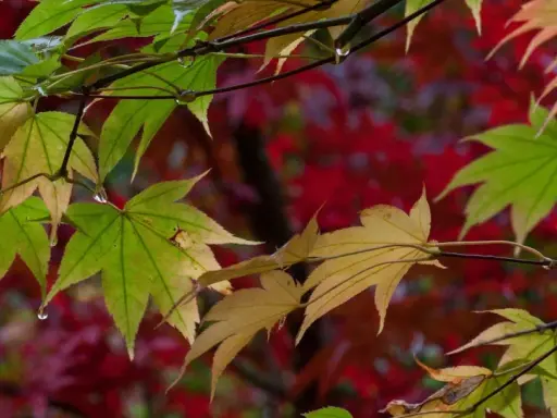 Feuilles d'érable du Japon, certaines vertes, d'autres jaunies, avec des gouttes d'eau. Le fond rouge suggère une maladie ou le début de l'automne.