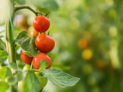 Tomates rouges mûres sur une branche. Pensez à quel légume ne pas planter à côté des tomates pour une récolte réussie.