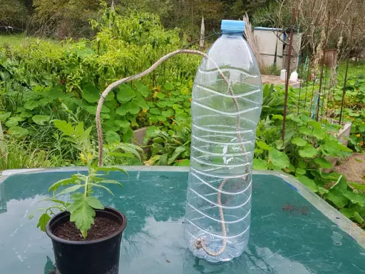 Système d'arrosage par capillarité avec une ficelle reliant une bouteille d'eau à un plant de tomate.