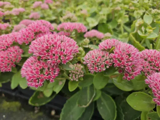 Gros plan sur des grappes de fleurs roses vives d'une plante couvre-sol qui adore le soleil. Les feuilles vertes épaisses sont visibles en arrière-plan.