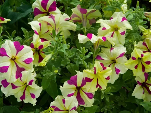 Petunias bicolores, crème et fuchsia, dans une jardinière, leurs pétales rayés évoquent des coups de pinceau artistiques.