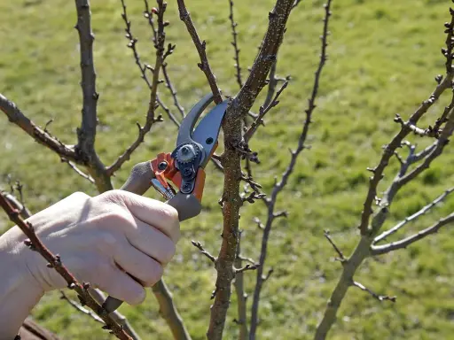 Main d'un jardinier utilisant un sécateur pour la taille d'un jeune abricotier, préparant l'arbre pour la saison de croissance.