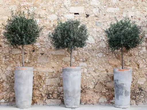 Trois oliviers taillés en boule dans des pots en béton devant un mur de pierres.