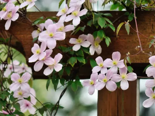 Une délicate plante grimpante aux fleurs roses pâles s'enroule autour d'une structure en bois.