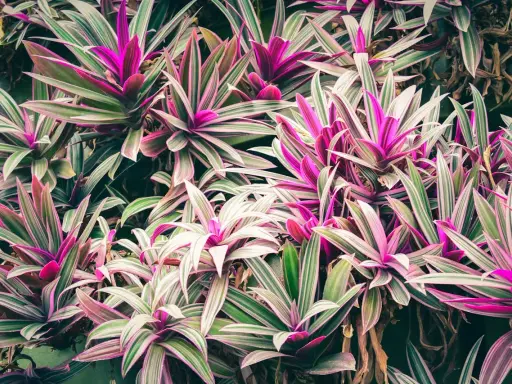 Un tapis de cordyline aux feuilles vertes et roses vibrantes, certaines feuilles sèches ajoutent une touche de contraste à cette végétation luxuriante.