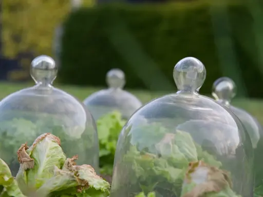Salades protégées sous cloches de verre. Une limace noire, invisible, attend son heure pour festoyer.