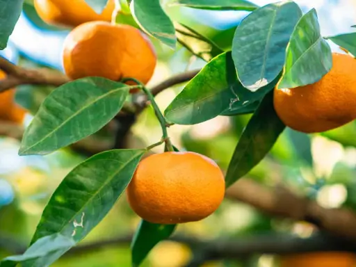 Un mandarinier en pot porte des fruits mûrs et des feuilles vertes luxuriantes, prêts à être cueillis.