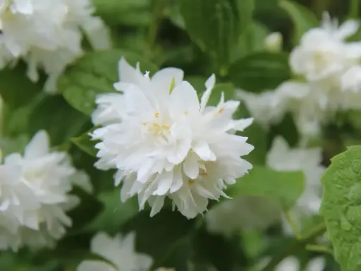 Fleurs blanches et feuillage vert, une belle image pour savoir quand tailler un seringat après sa floraison.