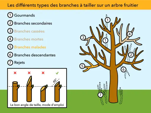 Illustration montrant quand tailler les arbres : gourmands, branches mortes, malades, cassées, secondaires, descendantes et rejets. Le bon angle de coupe est aussi expliqué.