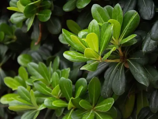 Feuilles vertes et brillantes d'un Pittosporum tenuifolium, contrastant avec des feuilles plus sombres.