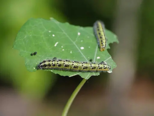 Deux petites chenilles vertes, poilues et tachetées de noir, grignotent une feuille.