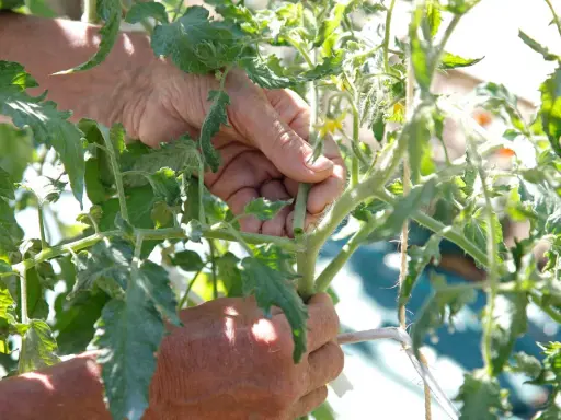 Mains expertes retirant un gourmand pour savoir comment tailler les tomates. Le soleil éclaire les feuilles vertes.