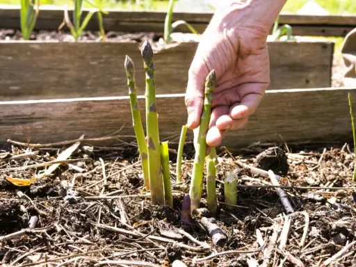 Main d'un jardinier récoltant des asperges vertes et violettes, signe d'une culture des asperges réussie.
