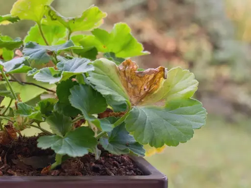 Géranium malade, une feuille brunie et sèche montre des signes de maladie.