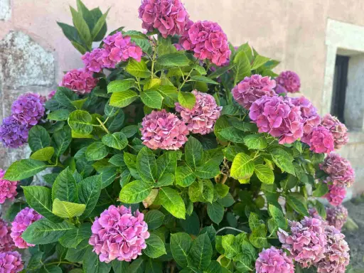 Gros plan sur des hortensias roses et violets luxuriants. Une belle idée de ce que planter avec des hortensias pour un jardin coloré.