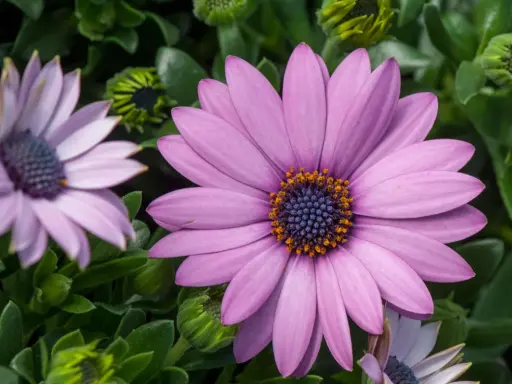 Gros plan d'une osteospermum fleur ressemblant à une marguerite, aux pétales violets et au cœur bleu et orange.
