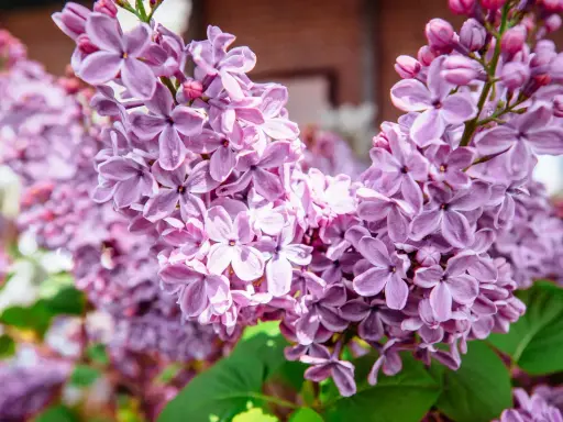Gros plan sur des grappes de lilas en pot, leurs fleurs violettes délicates capturant la lumière du soleil.