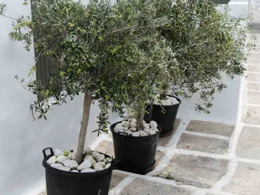 Trois oliviers en pot extérieur, ornés de galets blancs, apportent une touche méditerranéenne à un chemin pavé.