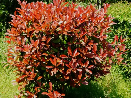 Gros plan sur un arbuste de photinia aux feuilles rouges vives, peut-être atteint d'une maladie.