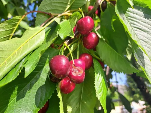 Des cerises rouges mûres sur une branche, certaines déjà grignotées par des vers dans les cerises.