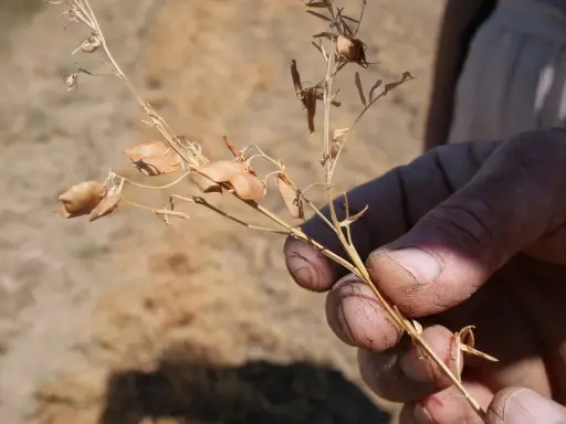 Main d'agriculteur tenant une tige sèche de lentilles, prête pour la récolte dans un champ.