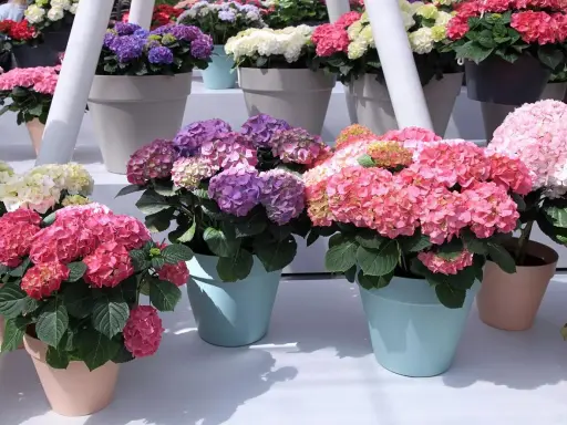 Des hortensias en pot extérieur aux couleurs vives : roses, violets et blancs. Ces magnifiques fleurs apportent une touche de gaieté.