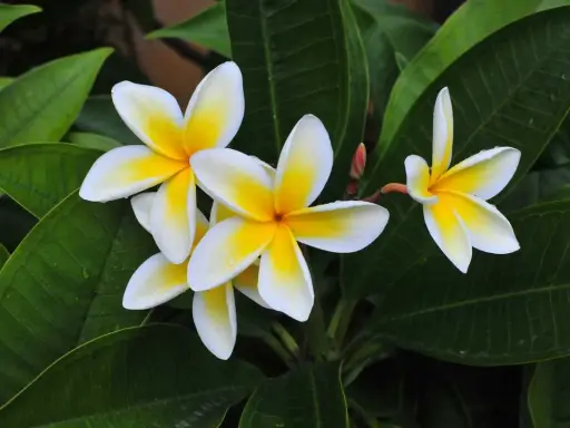 Un magnifique frangipanier en pot, ses fleurs blanches aux cœurs jaunes éclatants se déploient sur un fond de feuilles vertes luxuriantes.