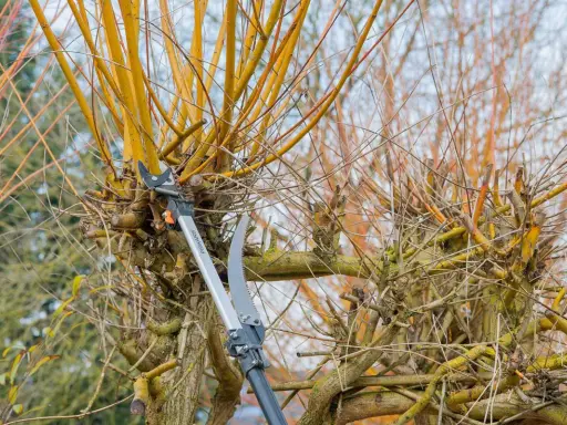 Sécateur et scie élagueuse en action pour la taille du bouleau. Les branches jaunes et fines sont coupées.