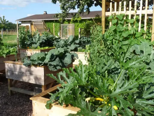 Un potager luxuriant avec des carrés potagers en bois. Au premier plan, une grande feuille de courgette en pot cache des fruits jaunes.