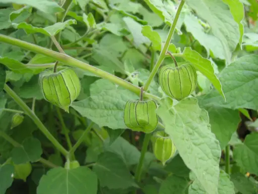 Coqueret du Pérou : des fruits verts, enfermés dans une lanterne de feuilles, poussent sur une plante luxuriante.