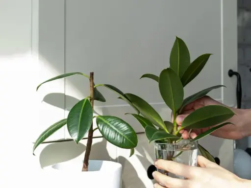 Une main place une bouture de ficus elastica dans un verre d'eau, prêt pour la taille et le bouturage.