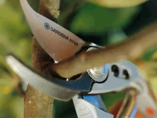 Sécateur Gardena coupant une branche pour apprendre comment tailler un catalpa en parasol.