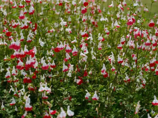 Un parterre de sauge arbustive aux fleurs bicolores rouge et blanc, évoquant de petites lèvres.