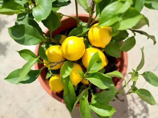 Un citronnier en pot, chargé de fruits jaunes vifs. La taille du citronnier semble parfaite pour une récolte abondante.