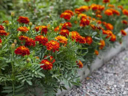 Un parterre d'oeillet d'inde en jardinière, aux couleurs vives rouge et orange, borde un chemin de gravier.