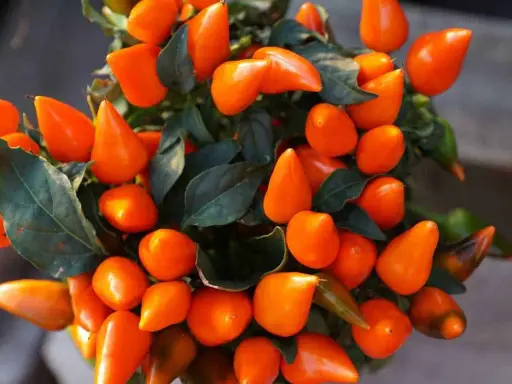 Un piment en pot, ses fruits orange vif brillent sous la lumière, promettant une touche de feu à vos plats.