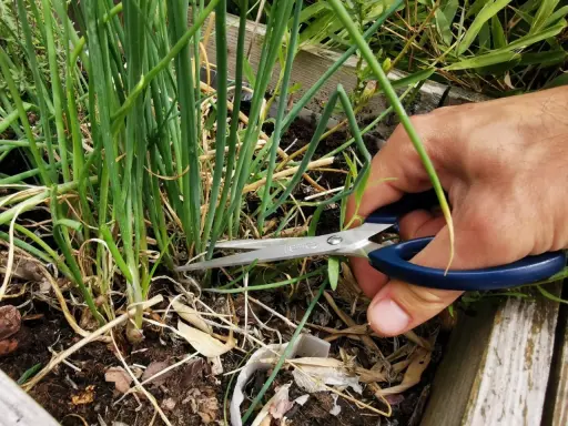 Maintenant que la ciboulette en fleur, que faire ? On la coupe pour la récolter et la cuisiner.