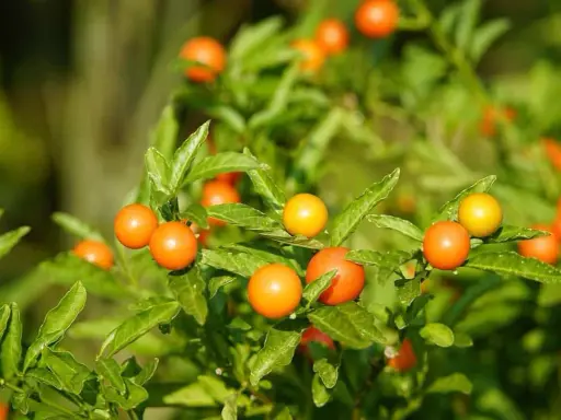 Des baies orange vif et jaunes sur un feuillage vert luxuriant. L'entretien du pommier d'amour est simple, il aime le soleil.