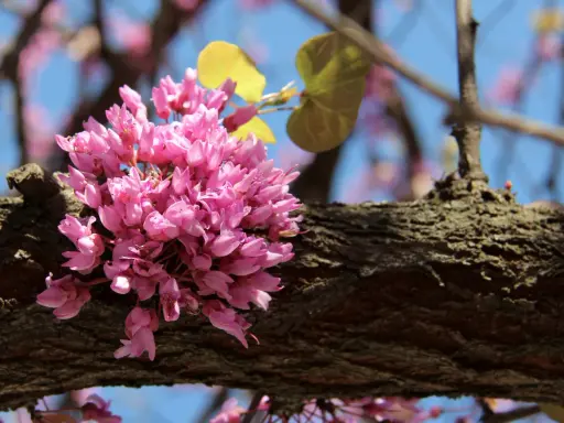 Grappe de fleurs roses sur une branche d'arbre de Judée. Le ciel bleu est visible en arrière-plan.