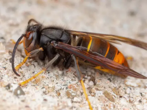 Gros plan sur un frelon géant, insecte imposant aux rayures orangées et noires, posé sur une surface granuleuse.