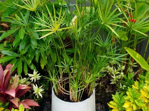 Un papyrus dans l'eau sans terre, ses tiges fines et vertes s'élèvent, entourées d'autres plantes luxuriantes.